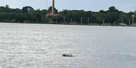 Corpo de homem &eacute; confundido com capivara em lagoa de Tr&ecirc;s Lagoas
