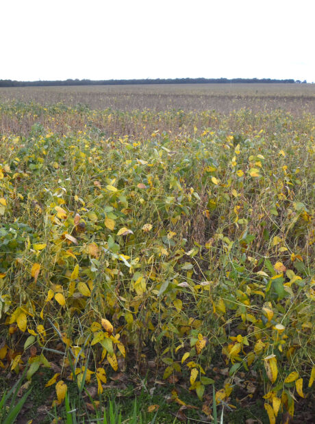 Área plantada de soja atinge 72,2% no Mato Grosso do Sul