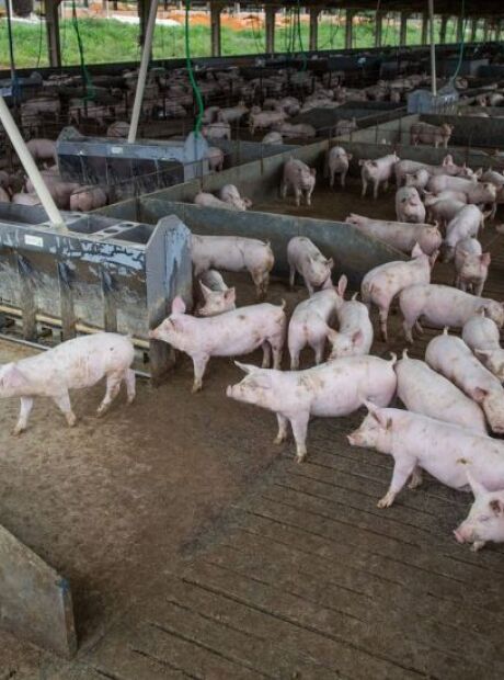 MS acelera produ&ccedil;&atilde;o de su&iacute;nos para ampliar as exporta&ccedil;&otilde;es
