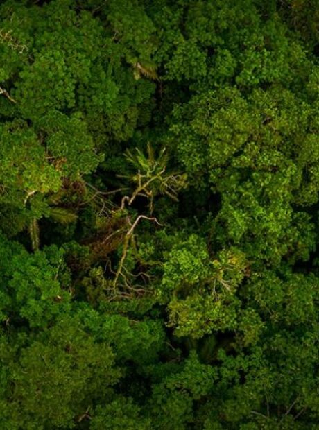 Entidade de Rio Negro &eacute; alvo do MPF por pesquisas ligadas &agrave; "Ratanab&aacute;"