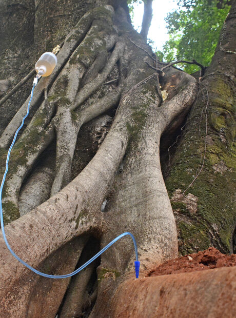 Deputado pede que MP investigue a remo&ccedil;&atilde;o de &aacute;rvores hist&oacute;ricas na Avenida Mato Grosso
