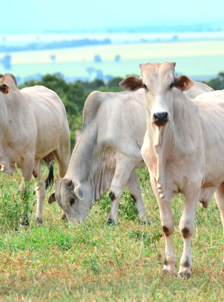 Rebanho bovino de MS cresce após seis anos em queda e chega a 18,9 milhões