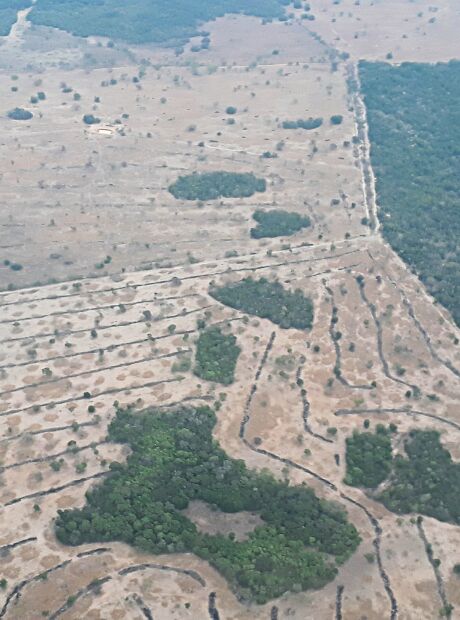 Governo aprova planos de combate ao desmatamento no Pantanal e Caatinga