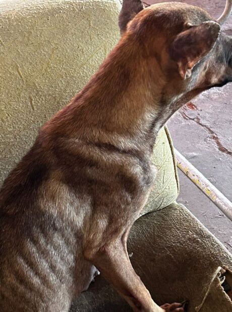 Multa por maus-tratos a animais pode chegar a R$ 1 milh&atilde;o em casos graves