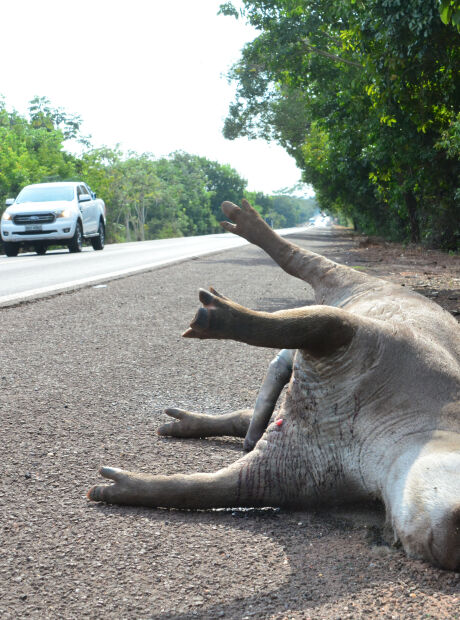 Em 13 anos, acidentes com antas provocaram 48 mortes em rodovias de MS