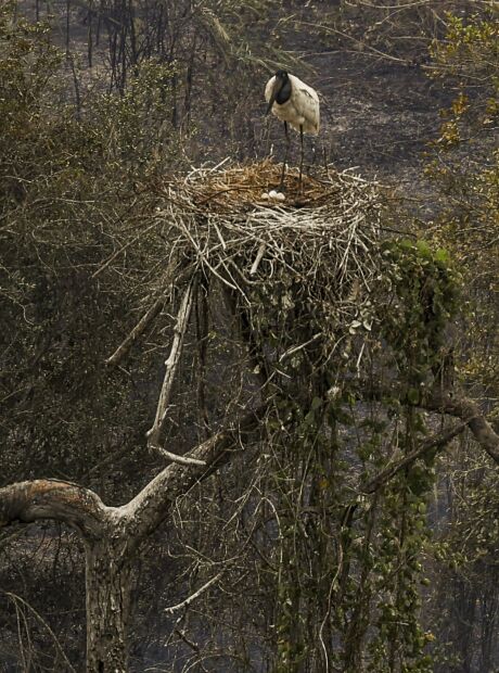 Brigadistas controlam fogo e salvam tr&ecirc;s tuiui&uacute;s no Pantanal