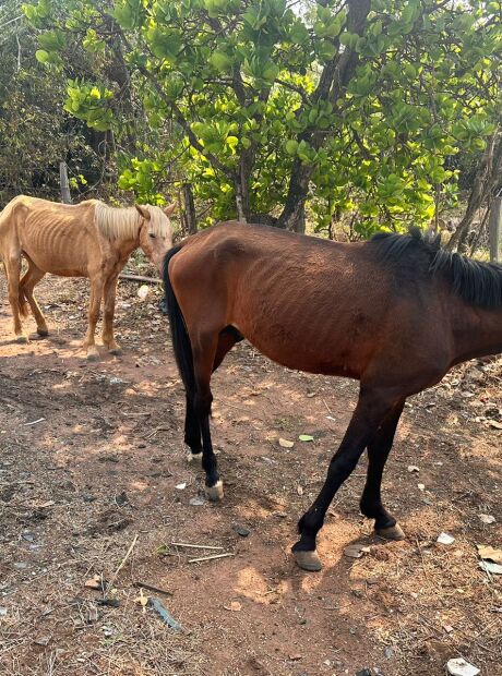 Cavalos vítimas de maus-tratos são resgatados na Capital