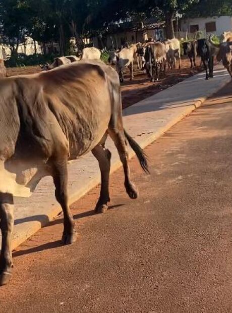 Sem a 2ª etapa, avenida de R$ 45 milhões vira "caminho pra roça"; veja vídeo