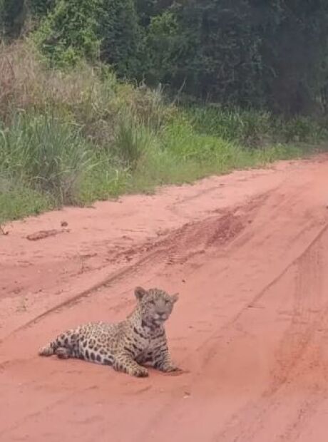 Filhotes de onça são avistados em estrada de MS; veja vídeo