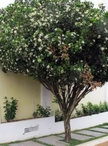 Com proibição da murta em MS, conheça outras opções de cerca-viva