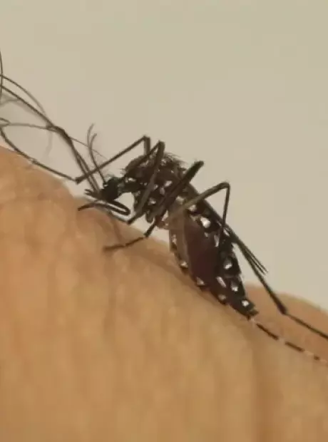 Dengue segue tend&ecirc;ncia de queda e registra somente dois casos confirmados no ano
