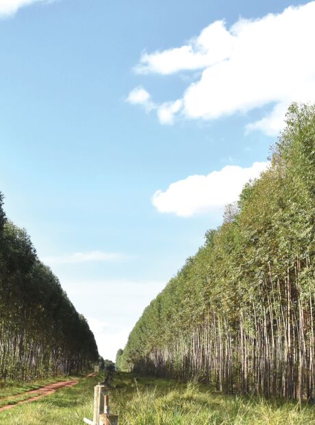 Vale da celulose: &aacute;rea de florestas plantadas e valor da produ&ccedil;&atilde;o batem recorde em MS
