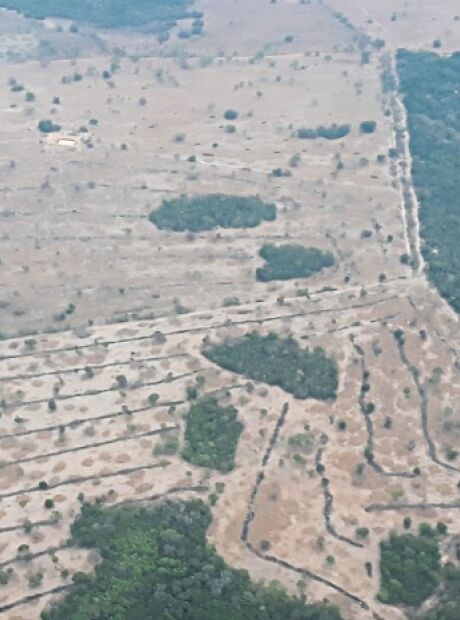 BNDES nega R$ 10,7 milhões em crédito rural para desmatadores em MS