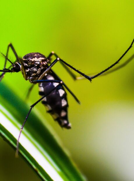 Minist&eacute;rio da Sa&uacute;de encaminha R$ 850 mil para frear chikungunya em Dourados