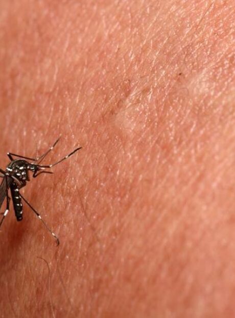 Mar&ccedil;o fecha com chikungunya 7x mais letal que o pior ano da s&eacute;rie hist&oacute;rica em MS