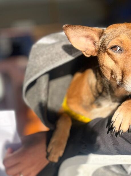 Justi&ccedil;a confirma omiss&atilde;o e obriga Munic&iacute;pio a criar rede de acolhimento para animais 