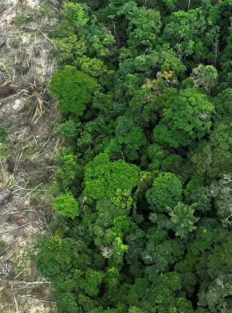 Em 40 anos, Amaz&ocirc;nia perdeu &aacute;rea de vegeta&ccedil;&atilde;o do tamanho da Fran&ccedil;a