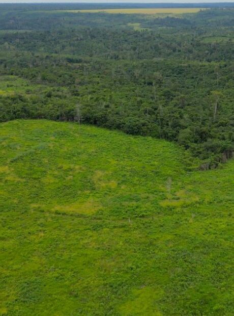 BNDES aprova R$ 250 mi para Suzano restaurar 24 mil hectares de &aacute;reas degradadas em 6 Estados
