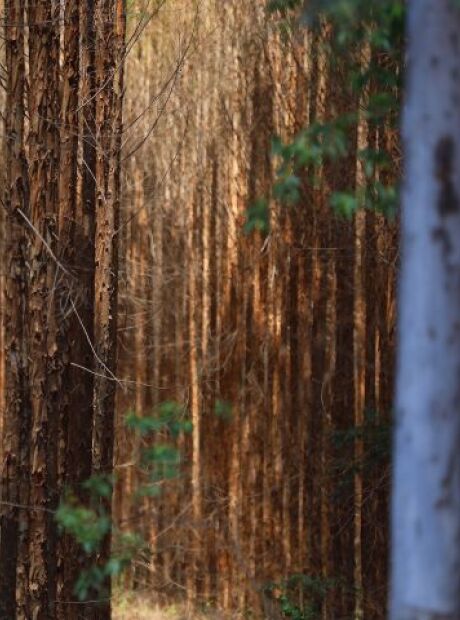 MS ter&aacute; 2,5 milh&otilde;es de hectares de eucalipto at&eacute; 2028, diz Verruck