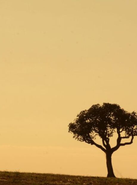 Mato Grosso do Sul n&atilde;o est&aacute; entre mais afetados pela estiagem, diz pesquisa