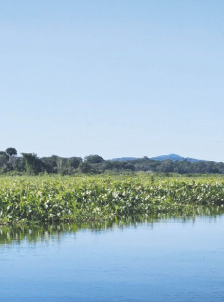 Governo de MS quer usar a COP30 para "vender" o Fundo Pantanal para o mundo