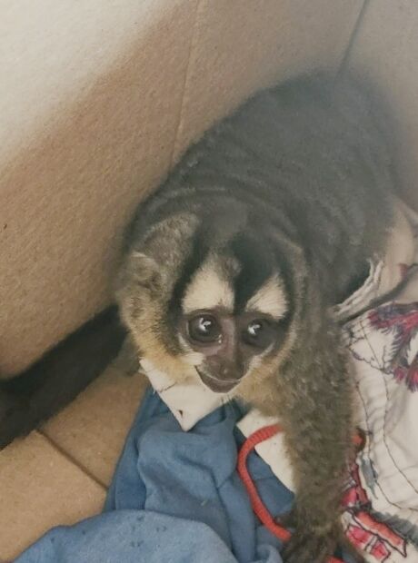 Macaco-da-noite &eacute; socorrido por morador ap&oacute;s tomar choque na rede el&eacute;trica