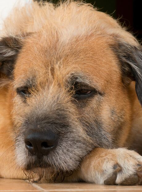 Hotel que perdeu cachorro ter&aacute; que indenizar tutores 