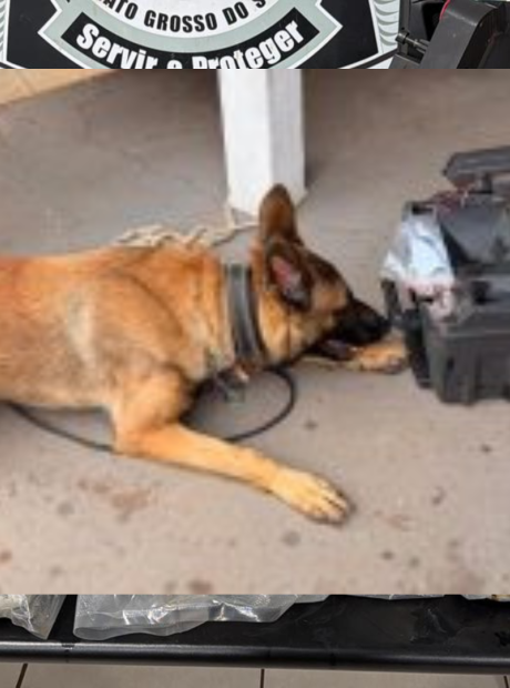 C&atilde;o farejador da pol&iacute;cia K9 d&aacute; preju&iacute;zo de R$ 562 mil ao tr&aacute;fico