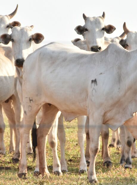 Prazo para declarar o rebanho termina nesta segunda (1&deg;)