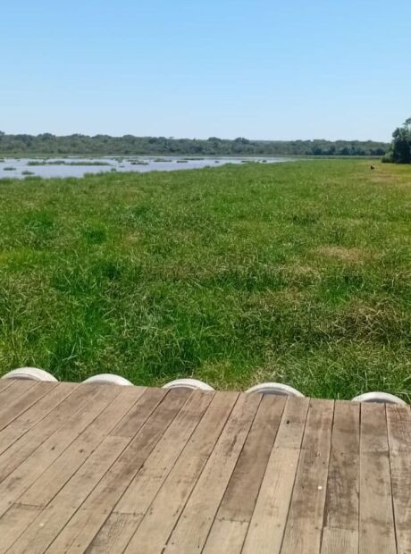 Plantas aquáticas do Mimoso atrapalham irrigação de lavouras 