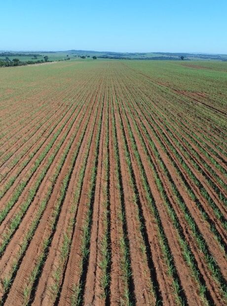 Empresa de bionergia &eacute; multada em R$ 5,8 milh&otilde;es por inc&ecirc;ndio em fazenda