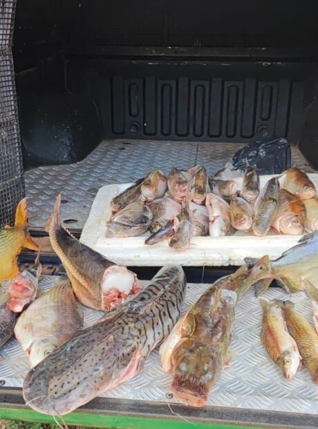 Pescador profissional &eacute; multado por armazenar peixes nativos
