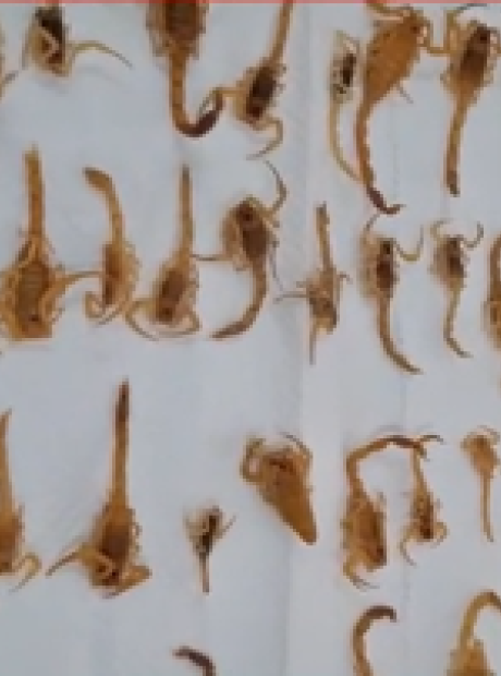 CCZ encontrou cole&ccedil;&atilde;o de 100 escorpi&otilde;es acumulados ao longo de 100 dias em resid&ecirc;ncia da Capital