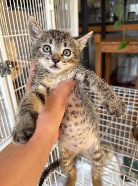 Feira de ado&ccedil;&atilde;o tem gatos &agrave; espera de um lar neste s&aacute;bado (22)