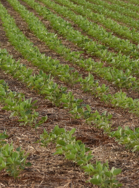 Na contram&atilde;o do Pa&iacute;s, MS v&ecirc; triplicar a ades&atilde;o de produtores ao seguro rural