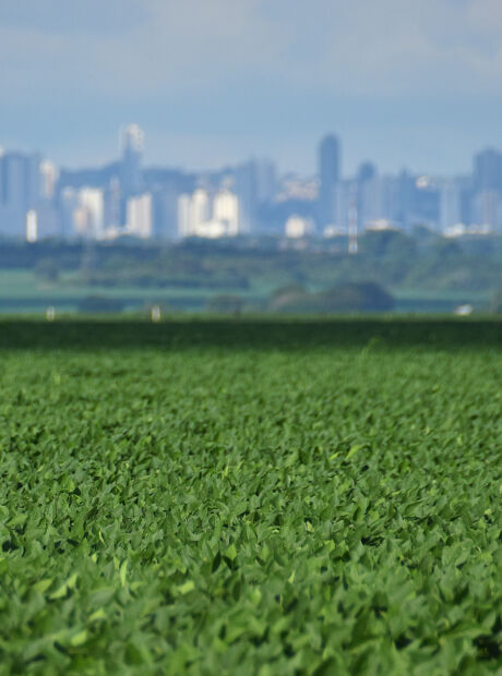 MS ocupa 7&ordm; lugar no ranking nacional da Agropecu&aacute;ria