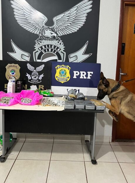 C&atilde;o policial ajuda a prender&nbsp;traficantes em opera&ccedil;&atilde;o da Pol&iacute;cia Civil