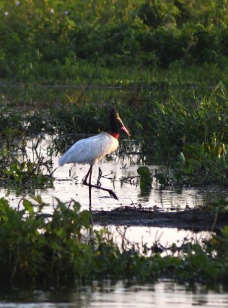 Fundo Pantanal indeniza desde banqueiro a gigante do Agro