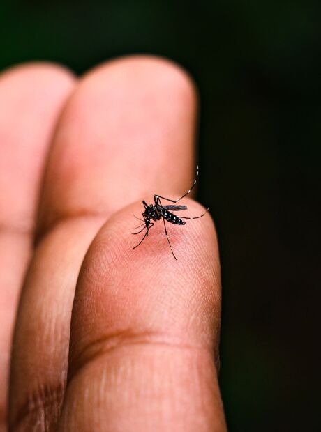 Wolbachia reduziu mais de 60% dos casos de dengue em Campo Grande