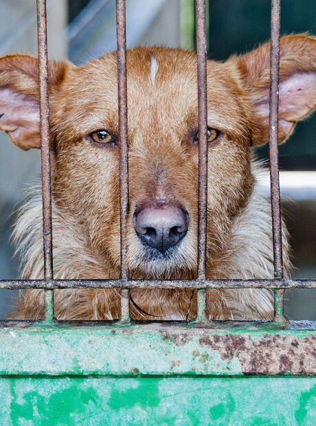 Pet B+: Dezembro verde: m&ecirc;s de combate ao abandono e maus-tratos de animais. Saiba como ajudar!