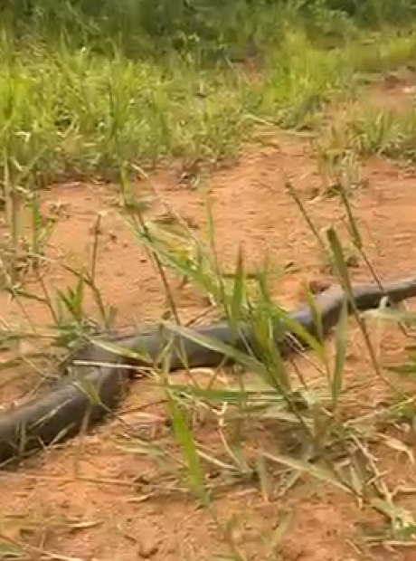Sucuri-verde invade casa e tenta pegar animais dom&eacute;sticos em MS