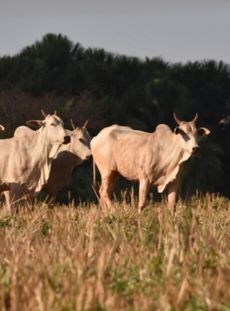 Pai e filho s&atilde;o presos por furto de gado no interior de MS