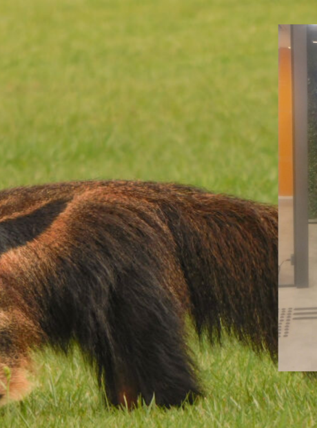 Tamandu&aacute;-bandeira &eacute; encontrado dentro de ag&ecirc;ncia do Ita&uacute; em Campo Grande