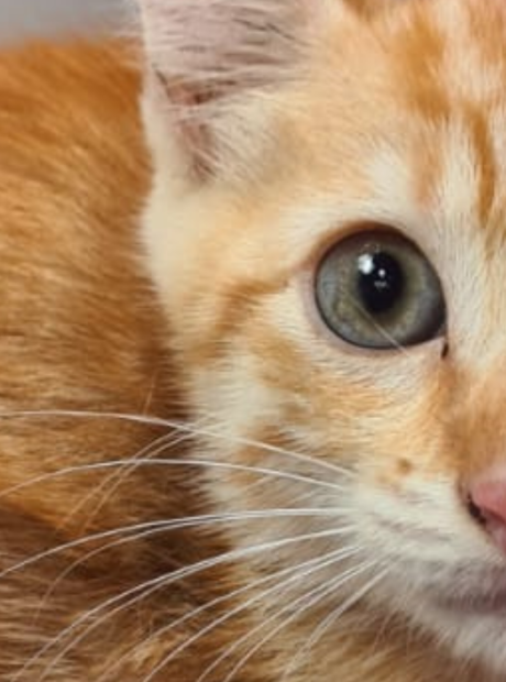 Feira de ado&ccedil;&atilde;o de gatos ser&aacute; realizada neste s&aacute;bado em Campo Grande