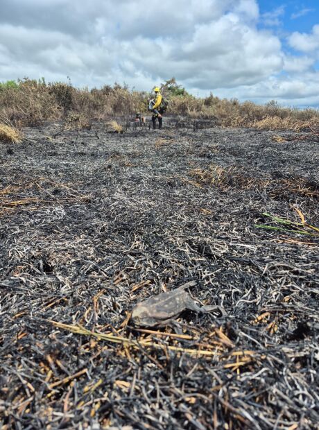 Em &eacute;poca de chuvas no Pantanal, focos de calor atingem 28 propriedades 
