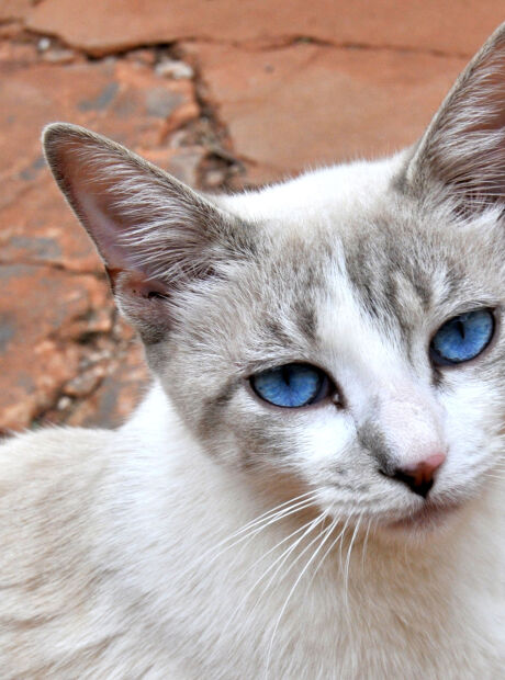 Agenda de castra&ccedil;&atilde;o reabre e tutores j&aacute; podem agendar procedimento