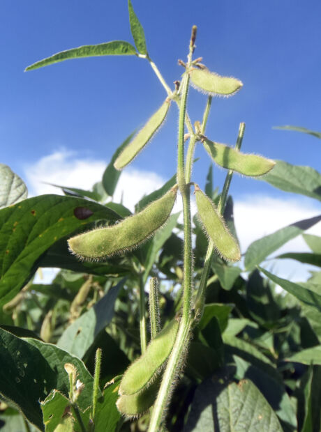 Milho puxa queda na safra de MS em 2026