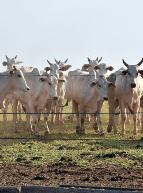 &Aacute;rea de pastagens recuperadas em MS &eacute; quatro vezes maior que Campo Grande