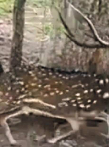 Cervo da &Iacute;ndia pode virar praga no Pantanal e amea&ccedil;ar outras esp&eacute;cies