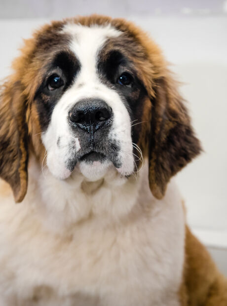 Min&uacute;sculas e comuns em c&atilde;es e gatos, as pulgas podem causar danos &agrave; sa&uacute;de dos pets